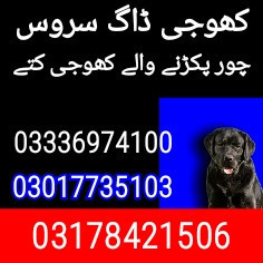 army-dog-center-faisalabad-03017735103-big-0