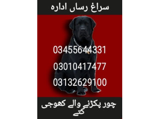 Army dog center peshawar 03132629100