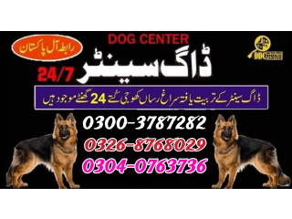 Army dog center Dadu Sindh 0326-8768029