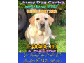 army-dog-center-mirpur-khas-03268768029-small-0