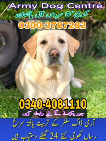 army-dog-center-mirpur-khas-03268768029-big-0