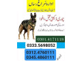 army-dog-center-sukkur-03124760111-small-0