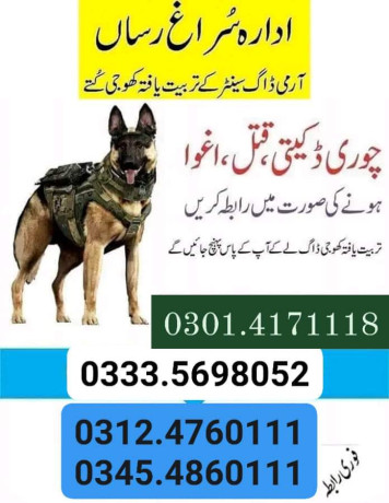 army-dog-center-sukkur-03124760111-big-0