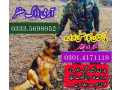 army-dog-center-larkana-3124760111-small-0