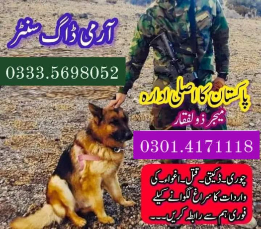 army-dog-center-larkana-3124760111-big-0