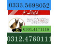 army-dog-center-hyderabad-03124760111-small-0