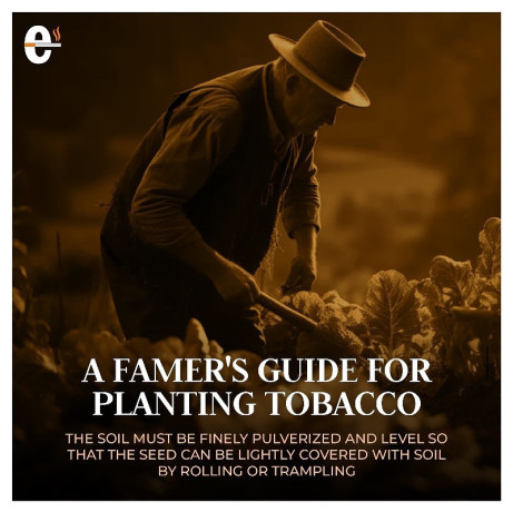 a-farmers-guide-for-planting-tobacco-big-0